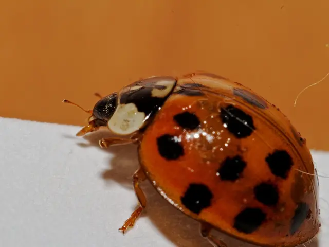 Unveiled: Multiple Vulnerabilities Found in Ubuntu System