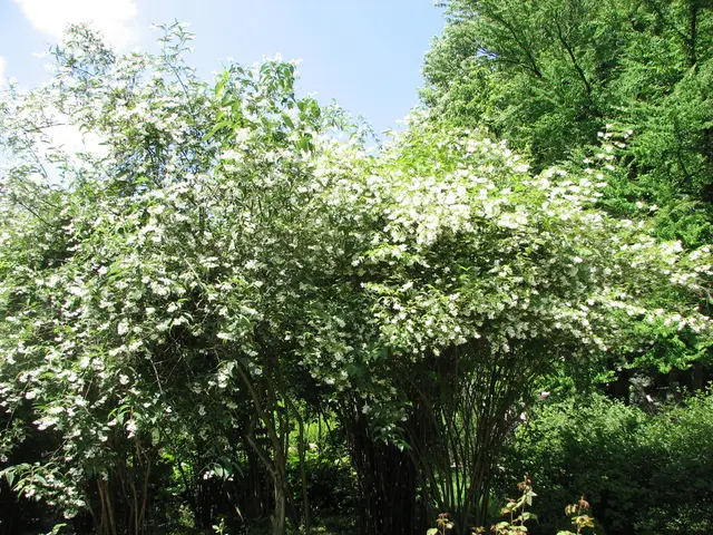 Forecast predicts cloudy skies in Goiás this forthcoming Friday (05)