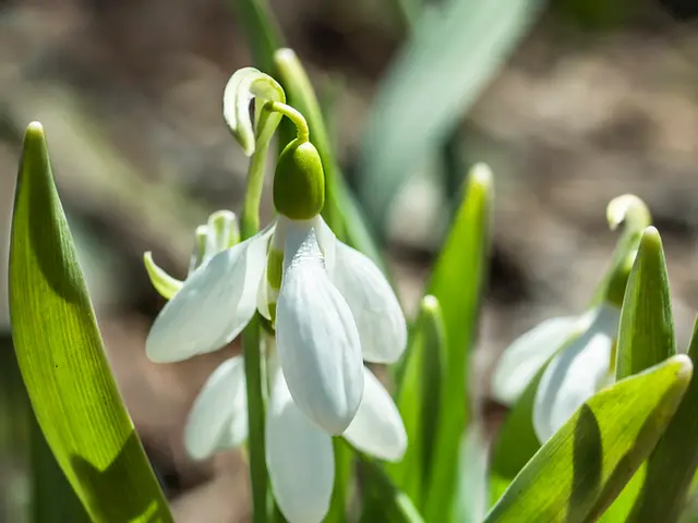 Star Chart Analysis Tool - Comprehensive Guide & Elaborate Description - Cosmic Dimensions &...