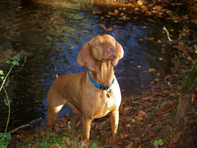 Strategies for Silencing a Canine's Early-Morning Howls and Barks