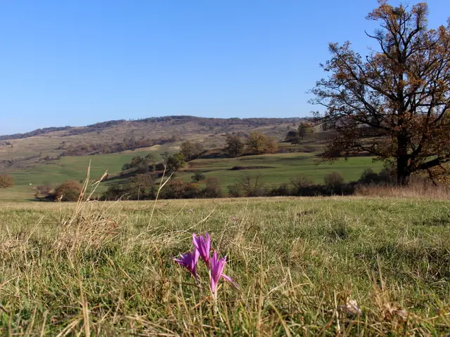 Maintaining Wreath Freshness: Five Key Tips Straight from a Prestigious Floral Artisan