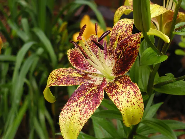 Cultivate Verbena Bonariensis: Comprehensive Expert Tips for Purpletop Vervain (Tall Verbena)