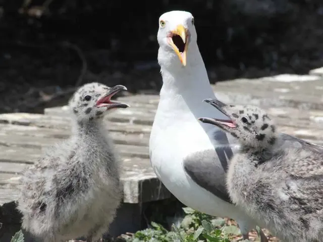 Exploring the Prospect of Alien Life and Its Potential Impact on Earth's Fauna and Flora