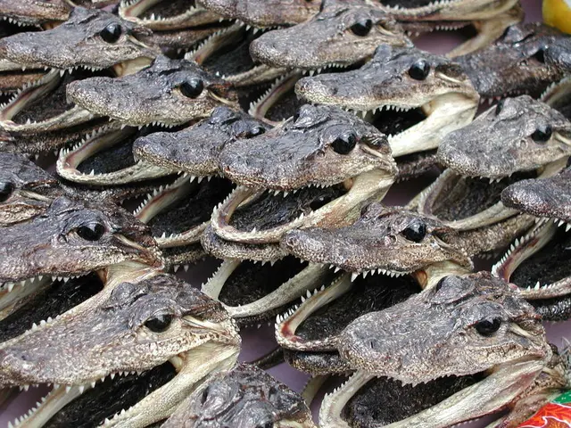 Emus, Clownfish, and Gorillas: A trio of diverse creatures.