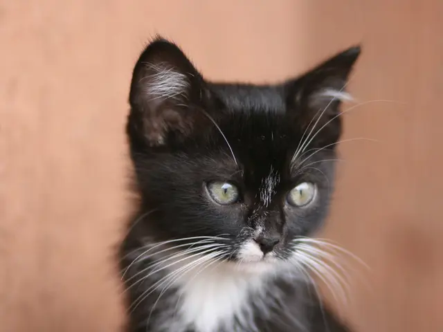 Tesla introduces the Model Y in Europe with a 7-seater option, at an additional cost of €2500