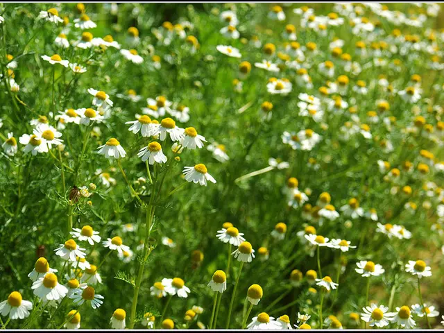 The scenic tulip fields burst into bloom beyond Harburg's city gates.