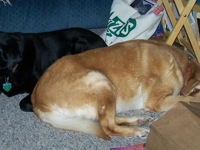 Guide on Selling Puppies on Craigslist Without Detection: Extensive Instructions