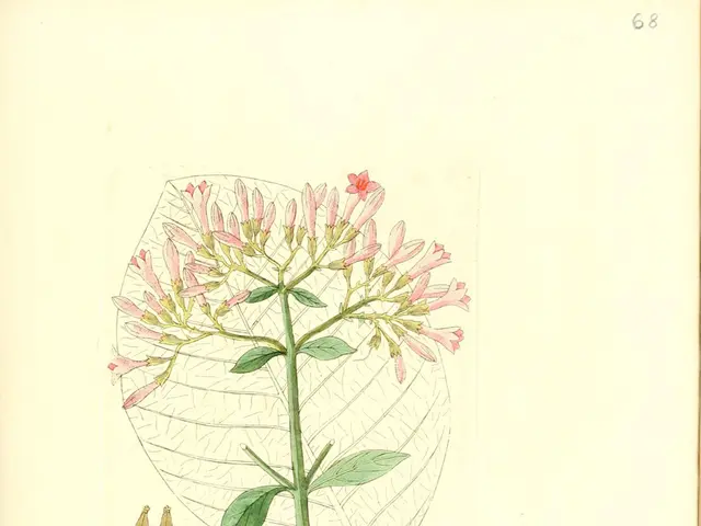 Stem cells with broad developmental potential for various cell types