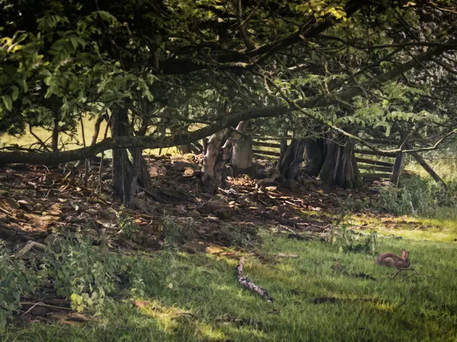 Transforming Landscape into an Organic, Edible Garden via Permaculture