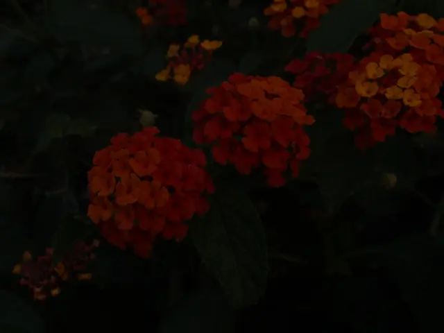 The Decline of the Flower Industry Harming the Earth