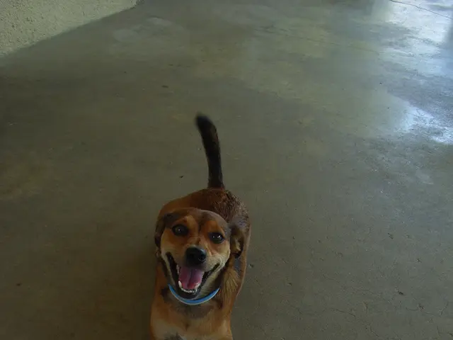 Essential Facts About the American Water Spaniel Breed