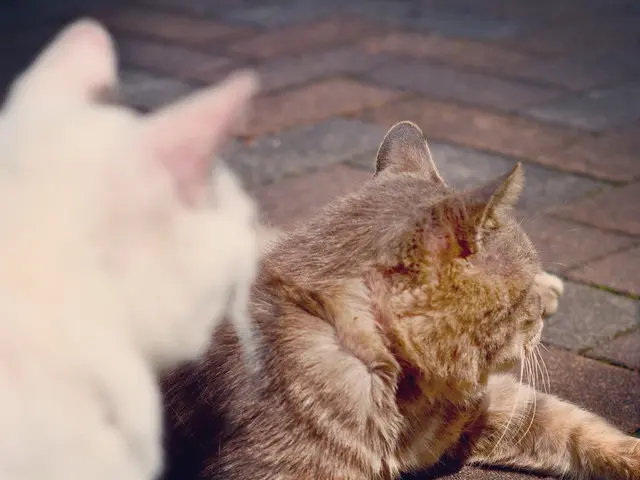 Cats and mice: an exploration of the truth behind the rodent-repelling feline myth