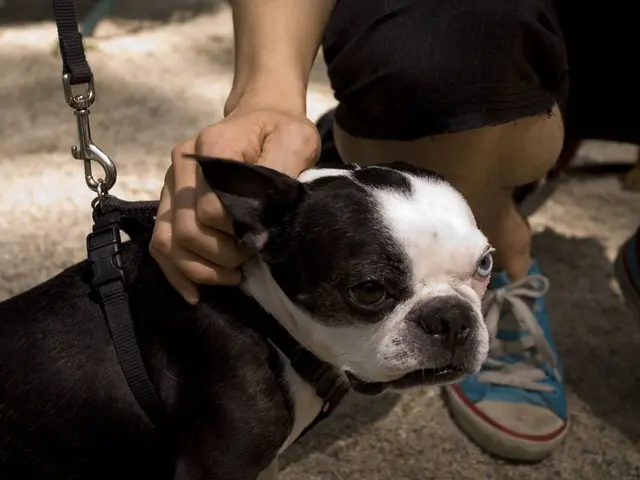 Disciplining a pet dog may not be entirely detrimental, according to a positive reinforcement...