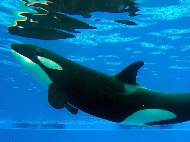 A Delve: What constitutes a whale?