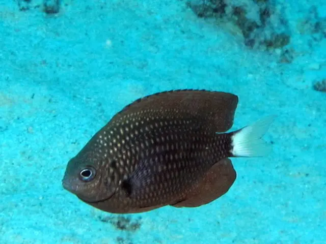 Mystery unveiled: Desert-dwelling fish discovery in Saudi Arabia's AlUla region