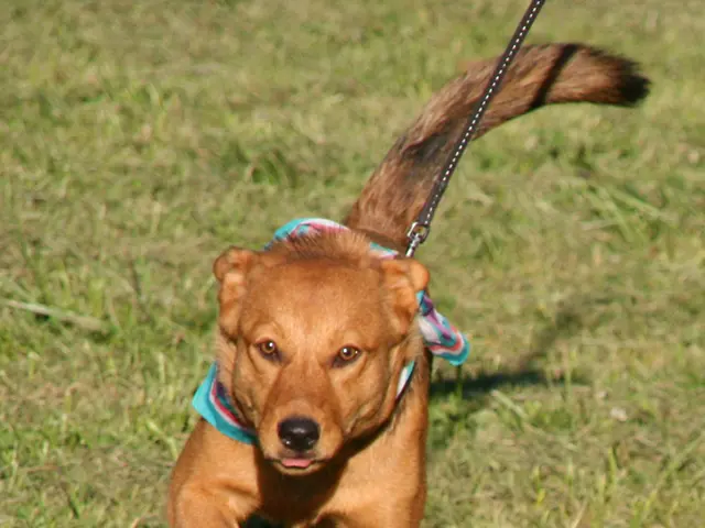 Strategies to Safeguard Your Lawn from Your Canine Companion's Destruction