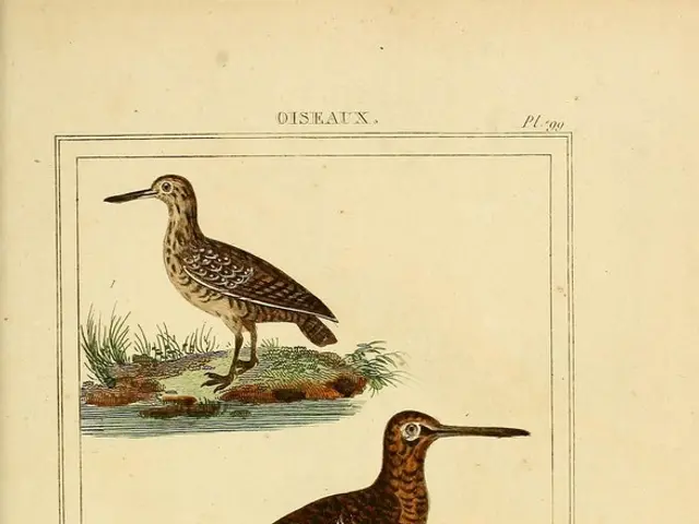 Vote for the Bird of the Year 2026: Let Nature's voice be heard!