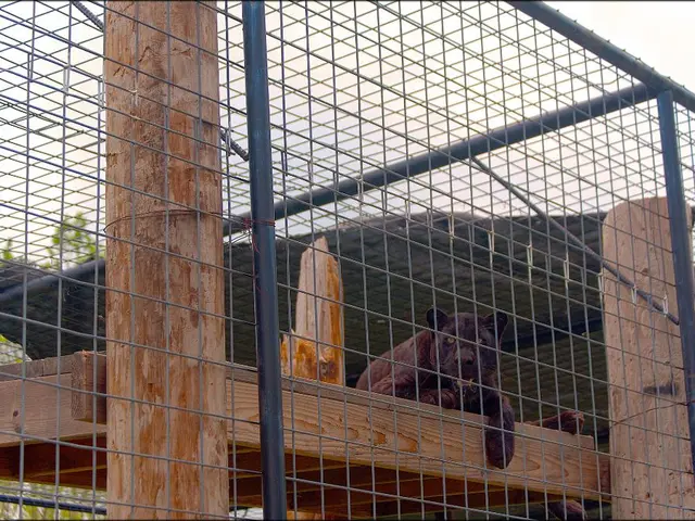 Suspended sentences handed down to the petting panther-owning duo