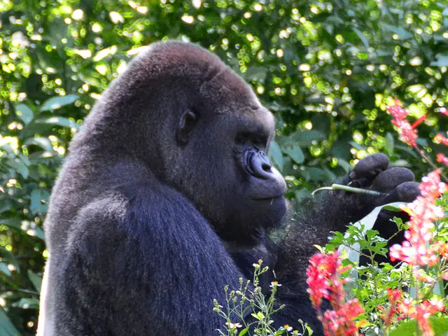 Peek into the habitats of the earth's remaining alpine gorillas, offering a never-before-seen...