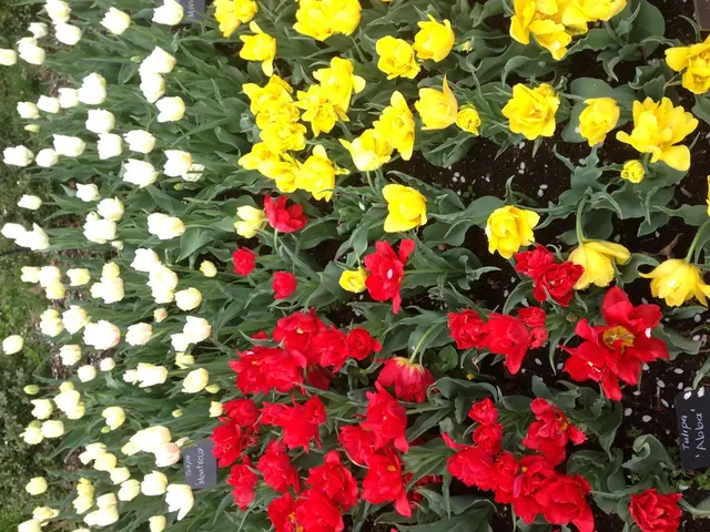 Growing Sunflowers: Top Varieties and General Guide for Successful Cultivation