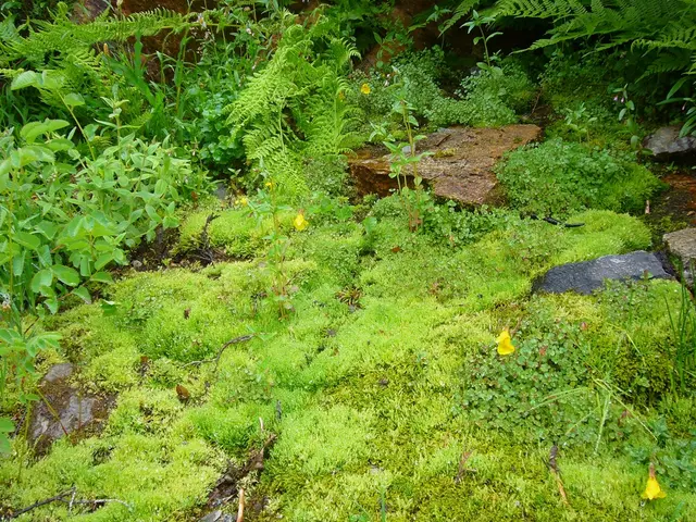 Athletic Enhancement through Varied Surface Training: Exploiting Grass, Gravel, and Sand for Peak...