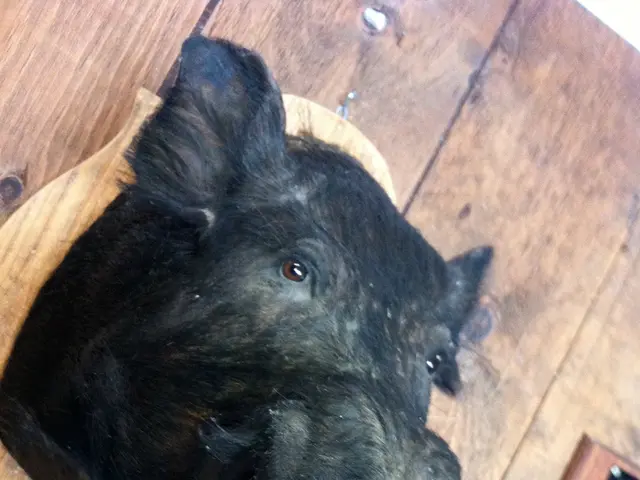 Accident Involving Vehicle and Wild Boar Occurs