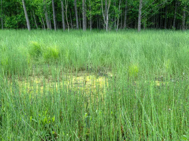 Dairy waste-grown algae reduces mineral fertilizer consumption by a quarter, according to...