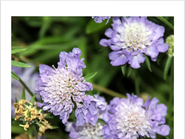 Celebrating the Culinary Heart of Cordillera: A showcase of local dishes in Baguio