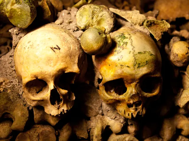 A Singular Bone's Discovery Might Alter Our Understanding of Human Migratory Patterns Entirely