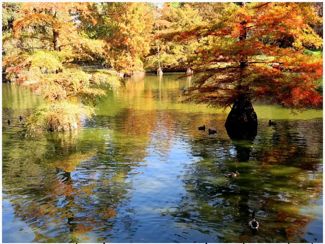 Stranded flamingo in the Dark Woods (Black Forest)