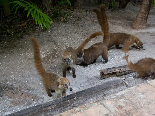 "Native Fauna" (or "Native Animals" in another context)