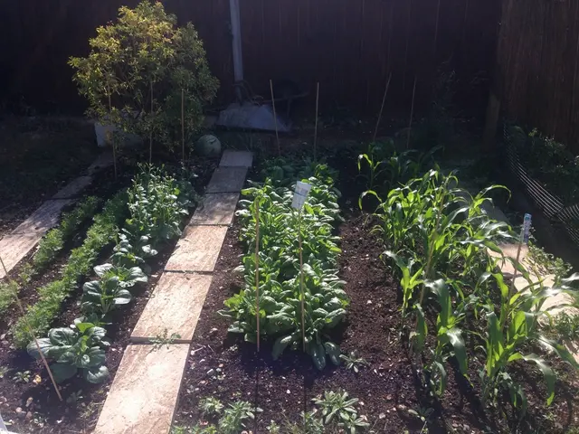 Unveiled findings suggest that the origin of the potato can be traced back to a tomato ancestor.