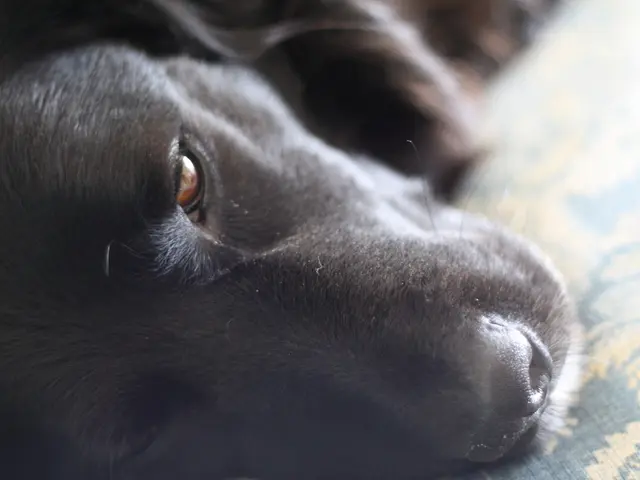 Unofficial UPSSSC PET Answer Key for the Exam Held on September 6th, 2025: Access Now for Test...