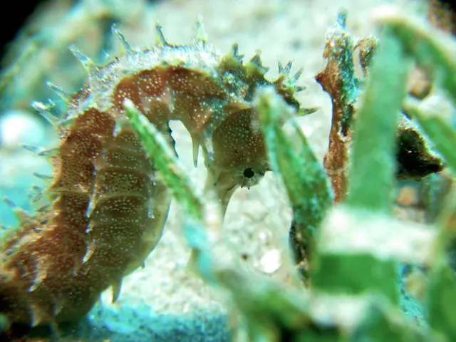 Authorities are searching for leads on the mysterious appearance of a seahorse in a glass...