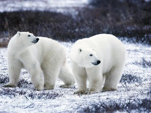 Olenich is seen at the Kronock reserve coastline in Kamchatka.