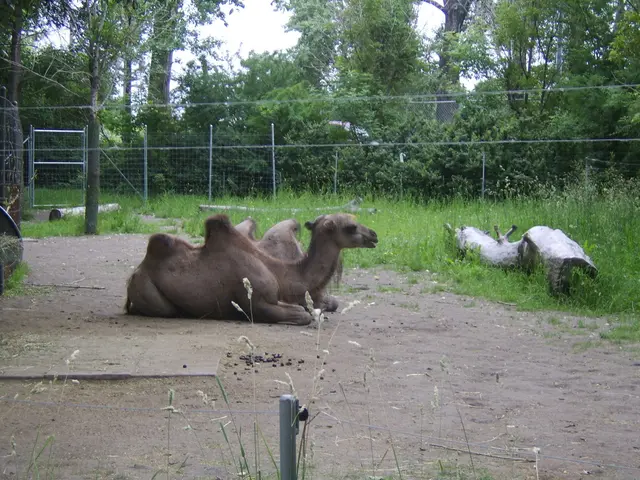 Officers from the Oman police force meet untimely demise following collision with a camel during...