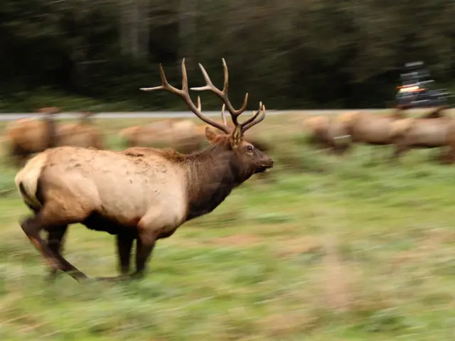 Vehicle strikes wild deer in Poland, confirm local authorities