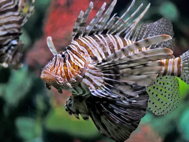 Red caviar production in Russia has hit its peak level since the year 2010.