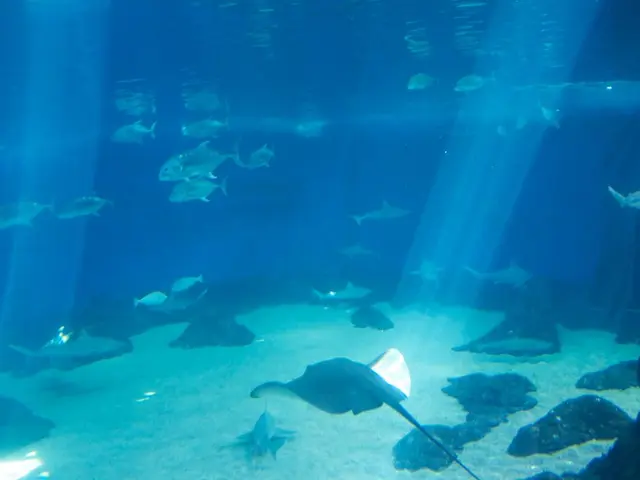 Russia witnesses a 2% increase in fish catches