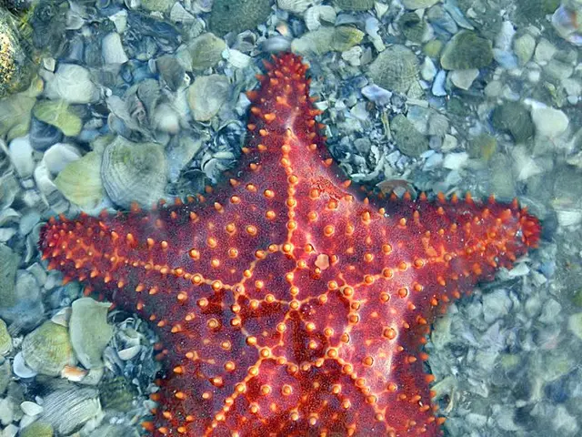 Space-based Webb telescope captures image of immature celestial bodies, which are in fact cosmic...