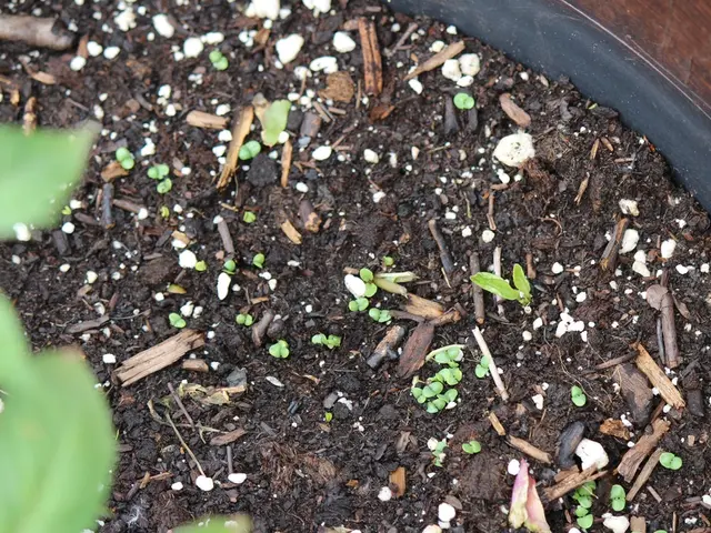 Updating Plant Soil: A Comprehensive DIY Walkthrough