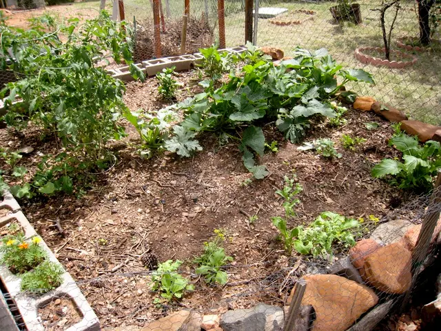 Applying Lime to Soil After Planting: Methods for Improving Soil pH Post-Germination