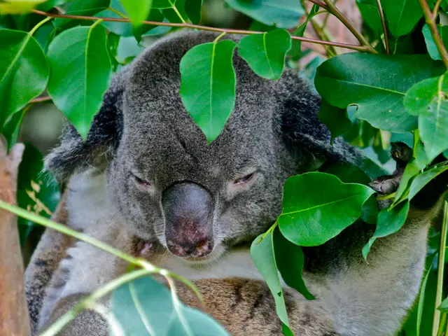 Thousands of koalas will receive new sanctuary through Australia's establishment of a vast national...