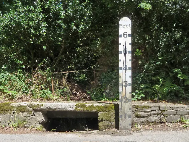 Bonsai Maintenance: Delving into Basic Trimming Concepts & Advantages