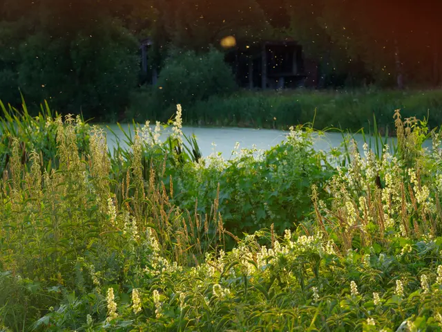 Amazon secures $1 billion through a bond scheme offered by IDB