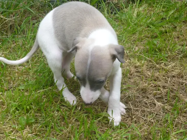 Tips from this trainer: Overcome your dog's fixation on wildlife during shared walks