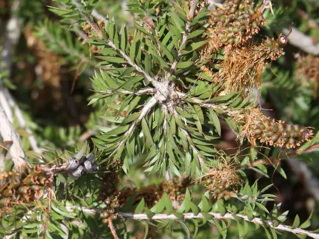 Advantage Lies in Being Swift