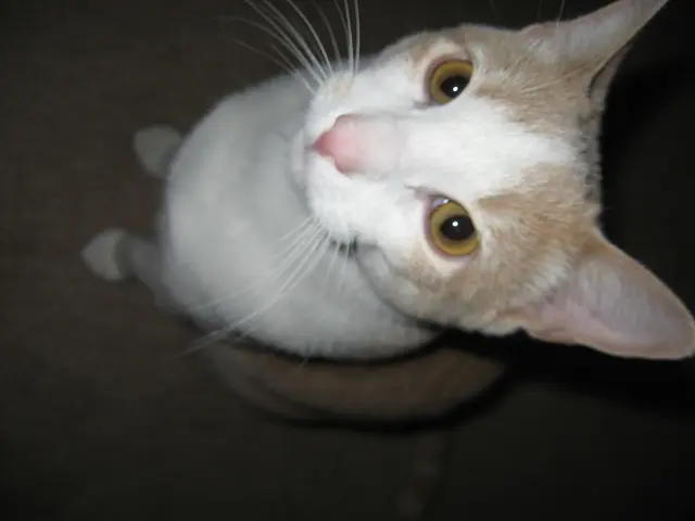 A house cat's weight varies, but on average, it ranges between 9 to 15 pounds.