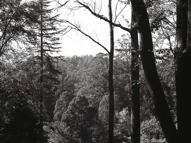 Tree Plantation Over Long Period for Climate Preservation