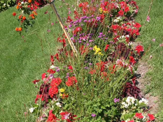 Conflict of petals: Leading rose specialist reveals strategies for dividing his bloom-filled garden...